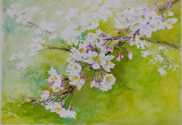 絵画　水彩画　風景画　画題「桜の花」 1枚目の画像