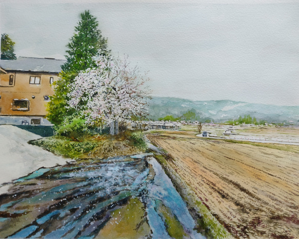 絵画 水彩画 風景画 画題「季節外れの雪と桜」 絵画