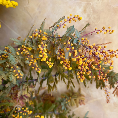 フライングリース　ドライフラワーリース　ドライフラワースワッグ　ミモザ　ユーカリ ✴︎摘みたてフレッシュ✴︎ 天然アロマスワッグ♡ユーカリポポラス