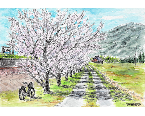 透明水彩画原画桜と山吹の散歩道 透明水彩画原画桜と山吹の散歩道 628＊ヤマブキ咲くの遊歩道