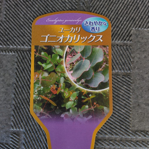 現品】稀少種 ユーカリ【ゴニオカリックス】大株 観葉植物 高さ