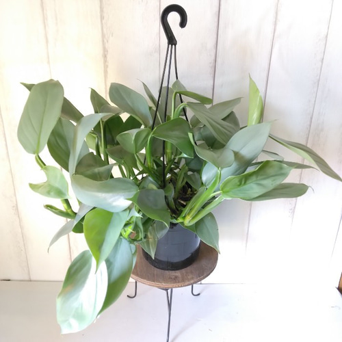 フィロデンドロン：スノードリフト 5号鉢 の通販 | 園芸ネット