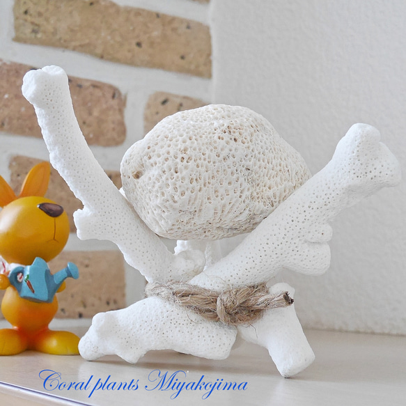 沖縄県宮古島産 天然球体サンゴ特大 サンゴのスタンド付き エアー