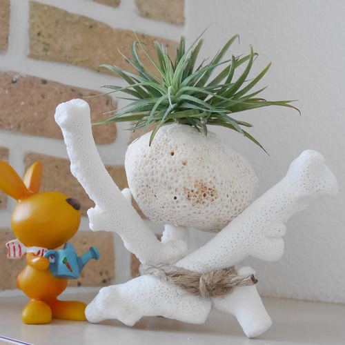 沖縄県宮古島産 天然球体サンゴ特大 サンゴのスタンド付き エアー