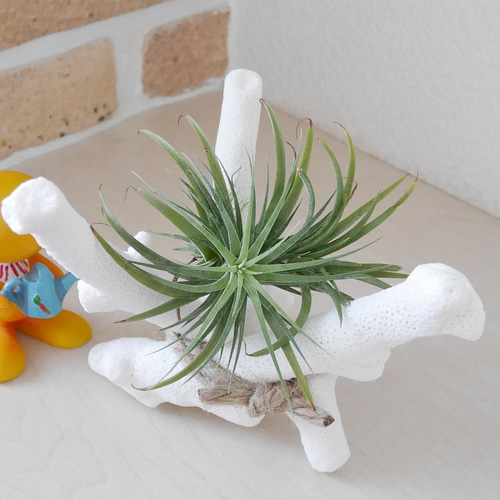 沖縄県宮古島産 天然球体サンゴ特大 サンゴのスタンド付き エアー