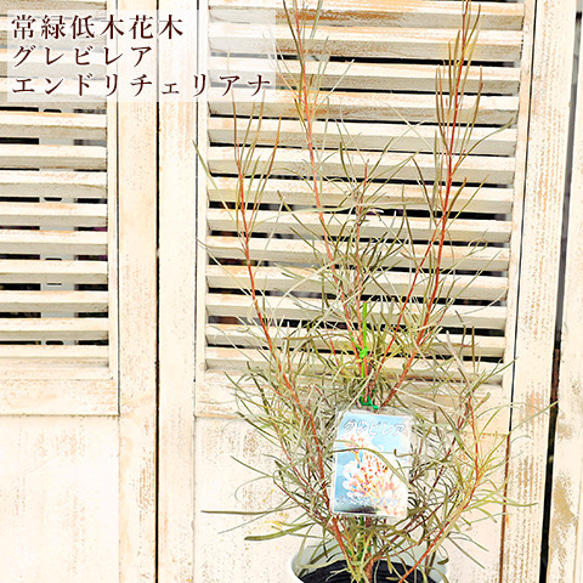 現品販売 常緑苗木 グレビレア エンドリチェリアナ 5号(18cm) H100cm 植木 常緑低木 シンボルツリー 1枚目の画像