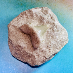 化石のペーパーウェイト