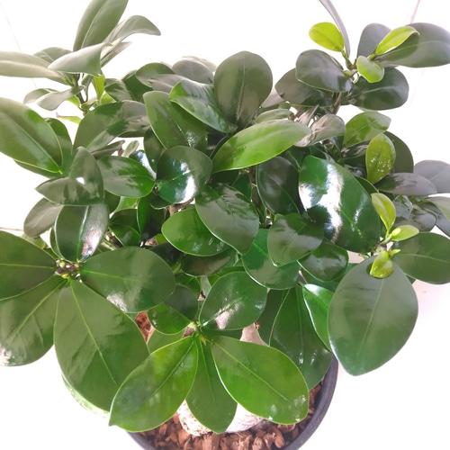 ガジュマル 美株 現品 鉢植え 現品】④ガジュマル 大株 高級セラアート6号鉢 精霊木 幸福木