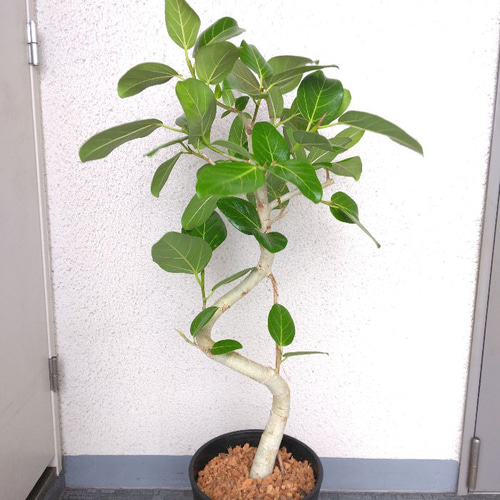 現品】フィカス【ベンガレンシス曲がり】ゴムの木 観葉植物 樹形
