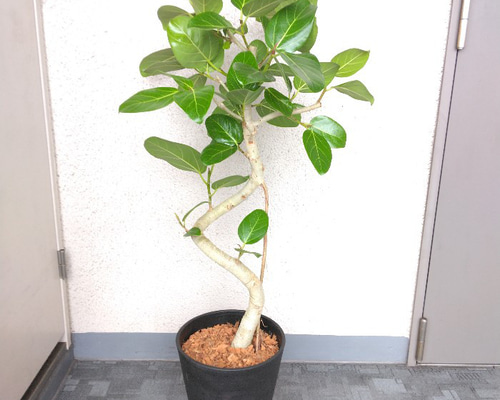 8a1b7767f6de9301a289eabe6a7701