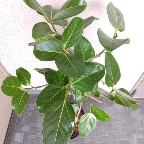 現品】フィカス【ベンガレンシス曲がり】ゴムの木 気根あり 高級