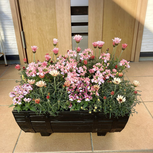 おしゃれな寄せ植え一覧｜季節ごとの花の組み合わせ方92選 | LOVEGREEN