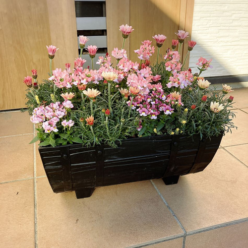 ローダンセマム＆ネメシアの寄せ植え 寄せ植え その他インテリア雑貨