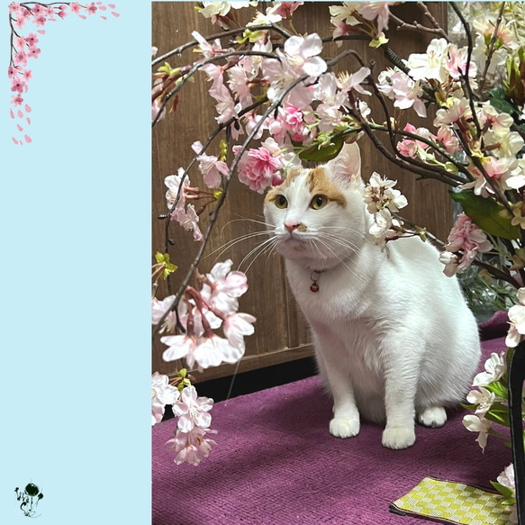 ペットのお花見写真を撮ろう！枝垂れ桜のフラワースタンド  造花 背景 撮影セット 桜 さくら サクラ 犬 猫 ねこ いぬ 9枚目の画像