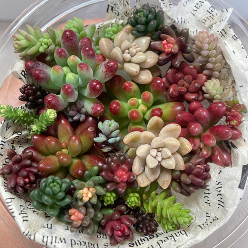 札付き　多肉植物セットまとめ売り② ふるさと納税】サボテン相談室の多肉植物寄せ植え用カット苗