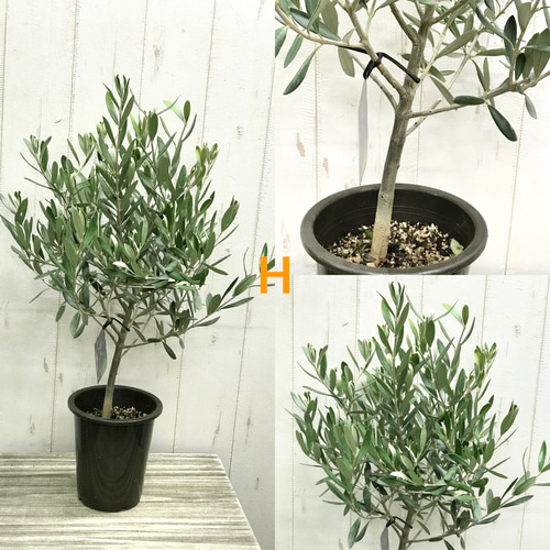 m*r様 オリーブの木,た植物/観葉植物 シプレッシーノ『特大、綺麗な樹形。樹高 幹太め♡ 樹形良好 オリーブの木 シプレッシーノ souju 4号鉢