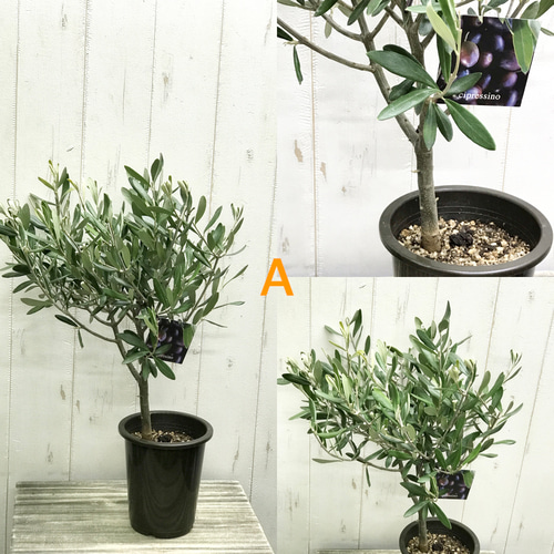 幹太め♡ 樹形良好 オリーブの木 シプレッシーノ souju 4号鉢 幹太め♡ 樹形良好 オリーブの木 シプレッシーノ souju 4号鉢