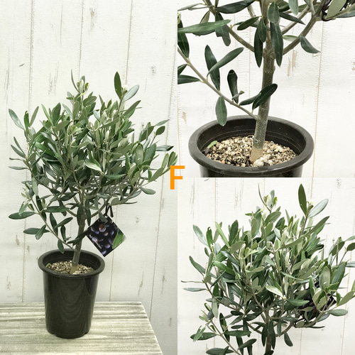 m*r様 オリーブの木,た植物/観葉植物 シプレッシーノ『特大、綺麗な樹形。樹高 オリーブの木,た植物/観葉植物 シプレッシーノ『特大、綺麗な樹