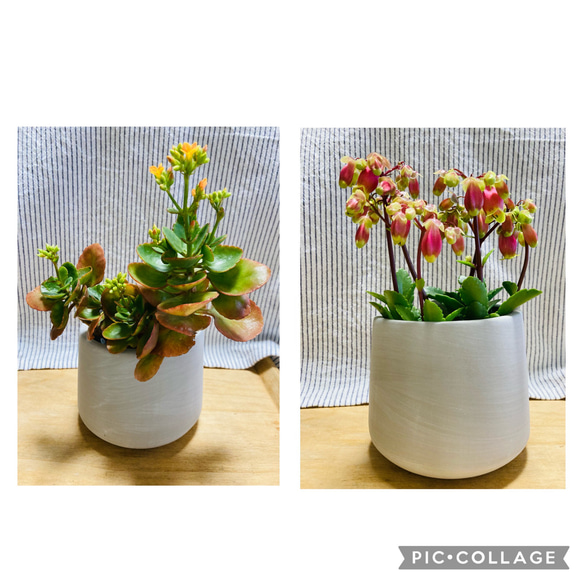 お花が可愛い❣️カランコエ2種類✨ 抜き苗で❣️ 多肉植物