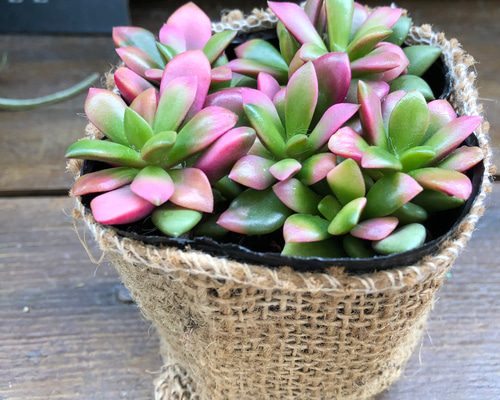 桜吹雪(^^)多肉植物　正規品♡桜吹雪入荷しました！！ 桜吹雪♡ピンクの多肉植物♡紅葉♡もりもり♡インテリア アート