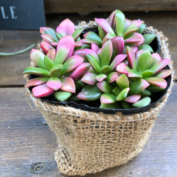 桜吹雪(^^)多肉植物　正規品♡桜吹雪入荷しました！！ 楽天市場】多肉植物 『 桜吹雪 』 9cmポット苗 観葉植物 : 花と緑の