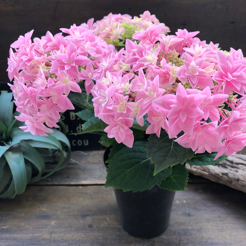 ピンク♡ダブルダッチ♡エダム♡八重咲き♡希少♡アジサイ♡紫陽花