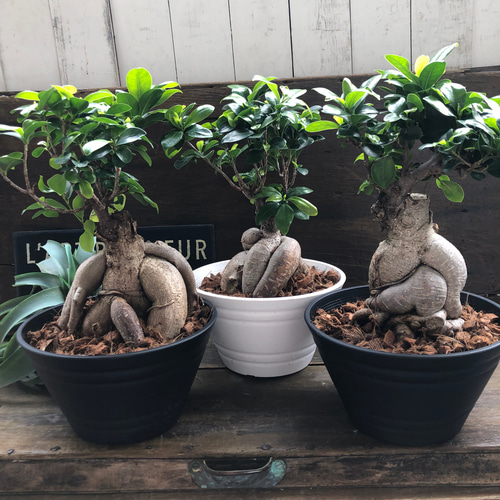 大サイズ ガジュマル♡立派♡7号浅鉢♡精霊が宿る木♡観葉植物