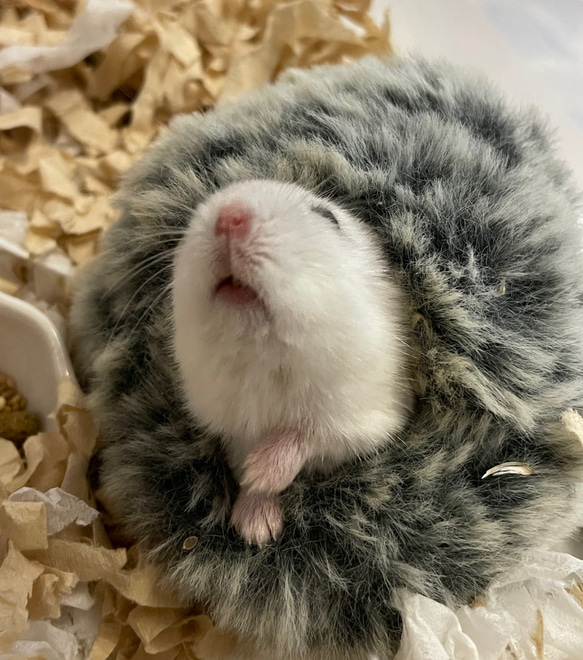 ふわふわハウス ハムスター はむちぐら ハウス・小屋 甘夏 通販