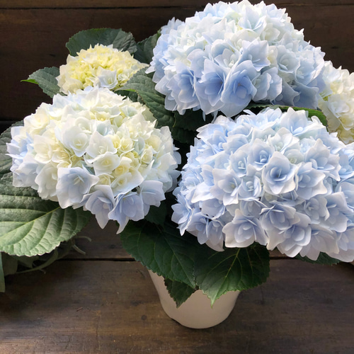 ■新品種■ポージィブーケエリー アジサイ 5号鉢■紫陽花 八重咲 てまり咲き □新品種□ポージィブーケエリー アジサイ 5号鉢□紫陽花 八重咲