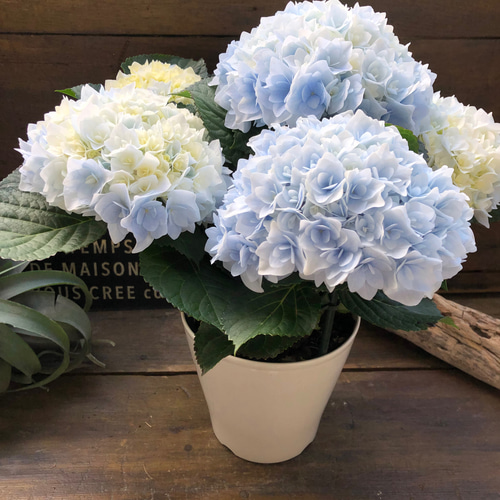 新品種♡ポージィブーケ エリー♡ブルー♡アジサイ♡紫陽花