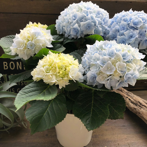 新品種♡ポージィブーケ エリー♡ブルー♡アジサイ♡紫陽花