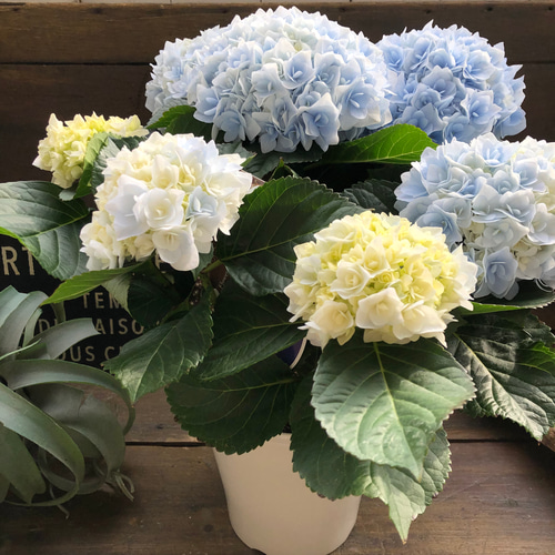 Amazon｜ポージィ ブーケ エリー マーブル アジサイ 紫陽花