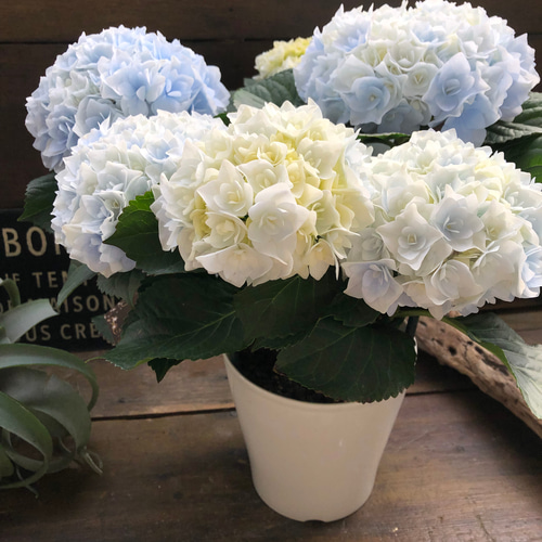 新品種♡ポージィブーケ エリー♡ブルー♡アジサイ♡紫陽花♡ アート