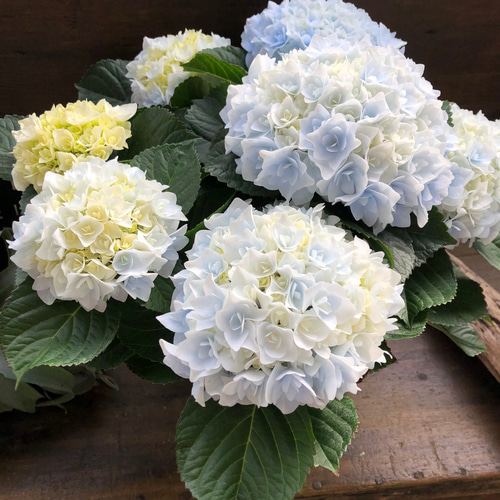 新品種♡ポージィブーケ エリー♡ブルー♡アジサイ♡紫陽花♡ アート