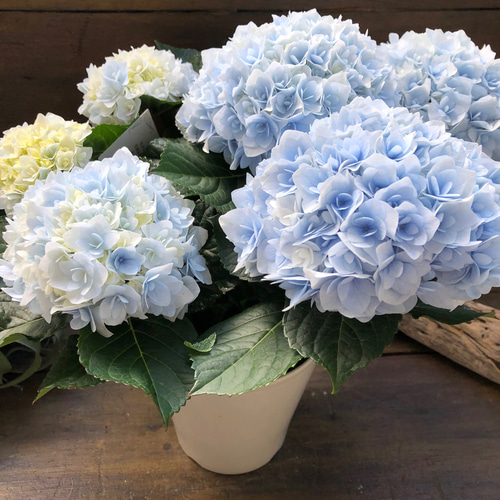 口コミ サイト 商品 新品種♡ポージィブーケ エリー♡ブルー♡アジサイ♡紫陽花 鉢花