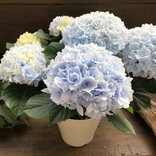 新品種♡ポージィブーケ エリー♡ブルー♡アジサイ♡紫陽花♡ アート