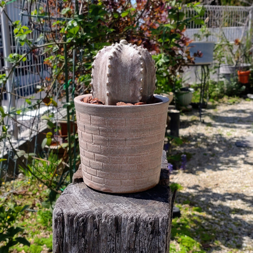 枯れないサボテン植木鉢セット 陶器 フェイクグリーン 置き物