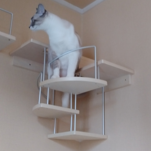 キャットウォーク、手すり付き階段、ねこちゃんもあんしん、軽量設計 キャットウォーク、手すり付き螺旋階段、ねこちゃんもあんしん