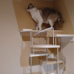 キャットウォーク、手すり付き螺旋階段、猫ちゃんも安心、軽量設計、3段廻り 15枚目の画像