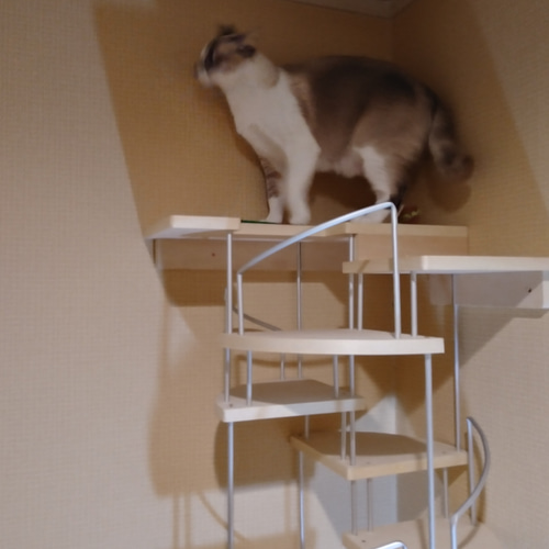 キャットウォーク、手すり付き螺旋階段、猫ちゃんも安心、軽量設計、3