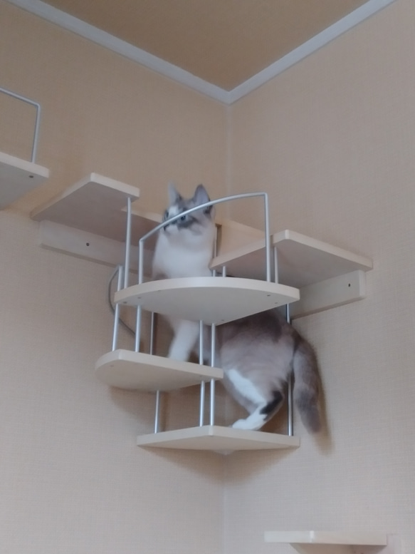 キャットウォーク、手すり付き階段、ねこちゃんもあんしん、軽量設計