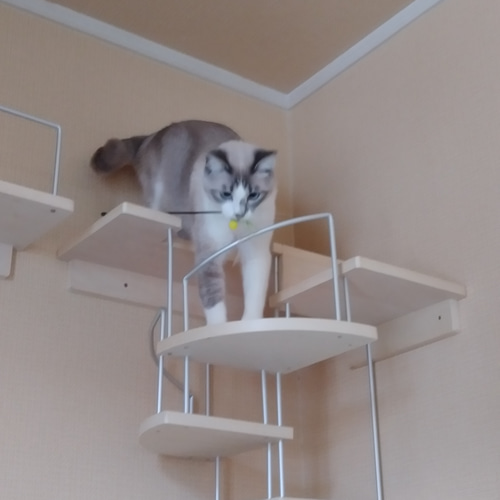 キャットウォーク、手すり付き螺旋階段、猫ちゃんも安心、軽量設計、3