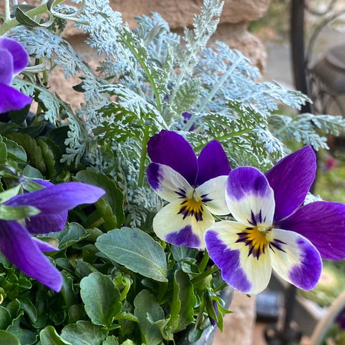 【お値下げ】アンティークシックなアメジストカラー寄せ植え 季節の寄せ植え アンティーク柄 軽量プラスチック鉢 内径24cm