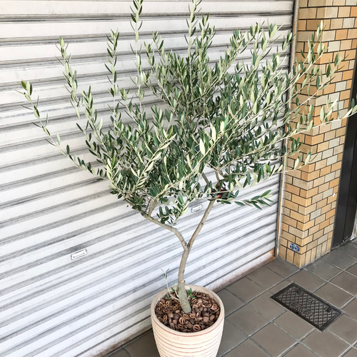 souju 　創樹　オリーブ　マンザニロ　テラコッタ鉢植え　美樹形 Souju 創樹 オリーブの木 マンザニロ テラコッタ鉢植え 苗 美樹形