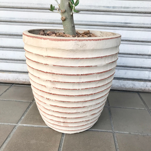 厳選株！ Y樹形 オリーブの木 マンザニロ souju terracotta