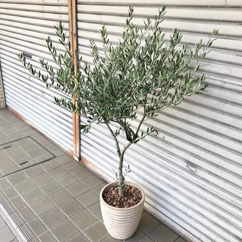 厳選株！ Y樹形 オリーブの木 マンザニロ souju terracotta その他