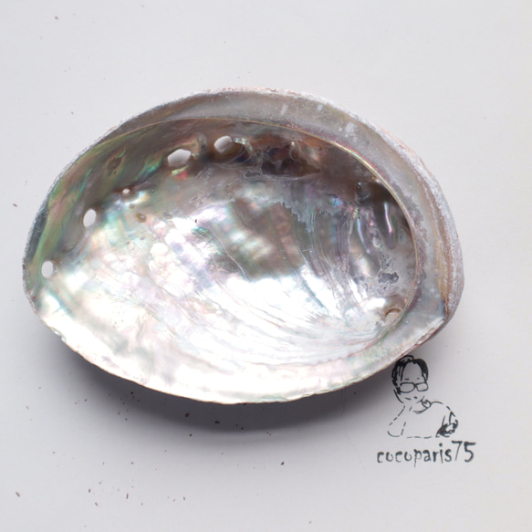 アワビのシェル デコパーツ Cocoparis75 通販 15533278｜Creema(クリーマ) 