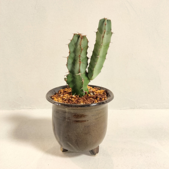 ユーフォルビア 大鳳閣 鉢込み高さ17cm.横9cm 八王子陶芸作家鉢