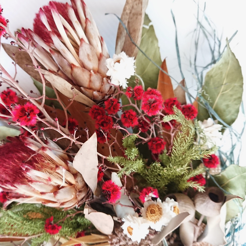 ネイティブフラワー、プロテア・ロビンとスターリンジア、グレヴィレア