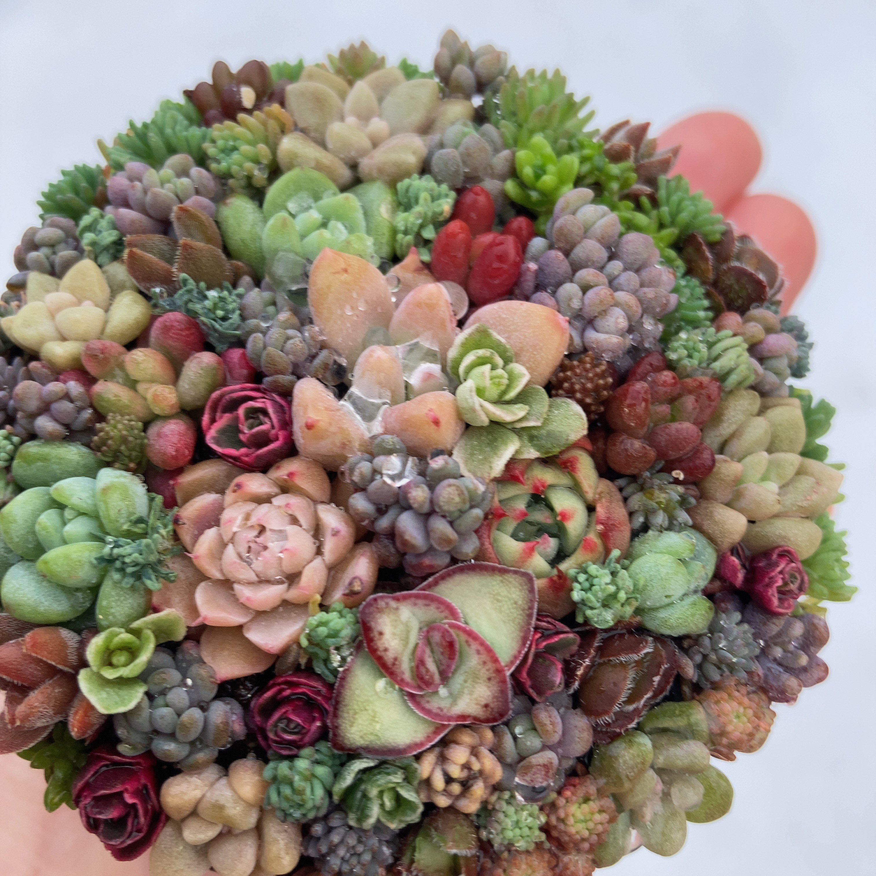 多肉植物寄せ植え そのまま飾れる ブーケ寄せ その他インテリア